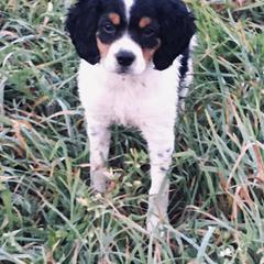 French Brittany Puppies from Breezy Point Brittanys-French and American