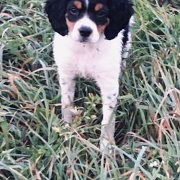 French Brittany Puppies from Breezy Point Brittanys-French and American