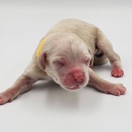 Yellow Male - Buff and white male Cockapoo puppy in Mocksville, North Carolina from Hunting Creek Farms