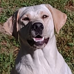 Blu - Dilute Retriever