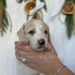 Goldendoodle Puppies from Owen-a-Doodle