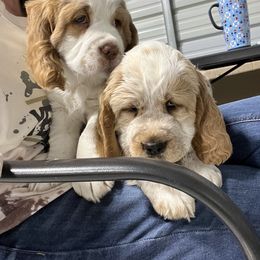 English Springer Spaniel Puppies from English Springer Spaniels at Lands Lodge