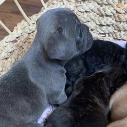 French Bulldogs from Jamsek’s Bullies