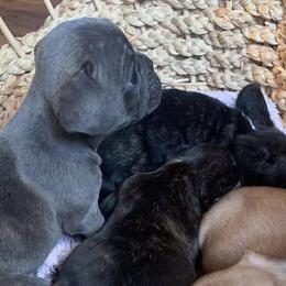 French Bulldogs from Jamsek’s Bullies