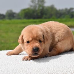 Teal collar - Yellow female Labrador Retriever puppy in Gober, Texas from Trigger Time Kennels