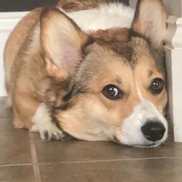 Pembroke Welsh Corgi All Grown Up from Early Spring Corgis