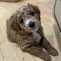 Manny - Apricot male Goldendoodle puppy in Sugar City, Idaho from Idaho Sugar Doodle Pups
