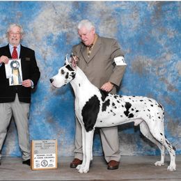 Cupcake - Great Dane