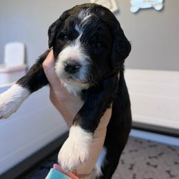Goldfinch, yellow - Black and white female Aussiedoodle puppy in Grand Haven, Michigan from Happy Hippy Doodles