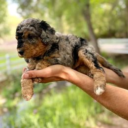 Ranger - Blue merle male Bernedoodle puppy in Thatcher, Arizona from Brush Fire Doodles