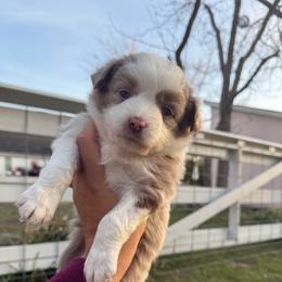 Prairie Moon Annie - Red merle female Toy Australian Shepherd puppy in Waxahachie, Texas from Forever Holmes Aussies
