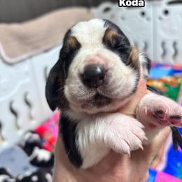 Koda - Black brown and white male Basset Hound puppy in Manton, Michigan from BeckysBassets