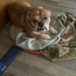 Sassy - Red and white Bulldog puppy in Green Forest, Arkansas from Tiffany Thelen's Bulldogs