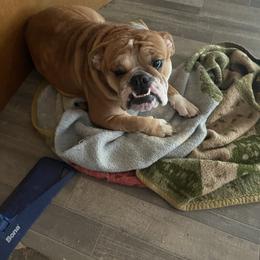 Sassy - Red and white Bulldog puppy in Green Forest, Arkansas from Tiffany Thelen's Bulldogs