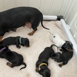 Dachshund Puppies from Dachshund Meadows