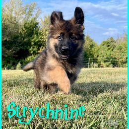 Strychnine - Sable female German Shepherd puppy in Lewisburg, Kentucky from RED’s German Shepherds