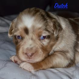 Dutch - Red merle Miniature Australian Shepherd puppy in Post Falls, Idaho from Puppy Love Inland Northwest