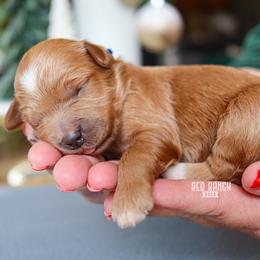 Chevy - Red  male Goldendoodle puppy in Salado, Texas from Red Ranch Dogs