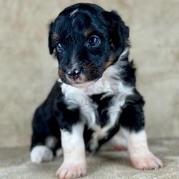 BTF2 - Black tri-color female Aussiedoodle puppy in Prague, Oklahoma from Classic K9’s  Aussies & Doodles