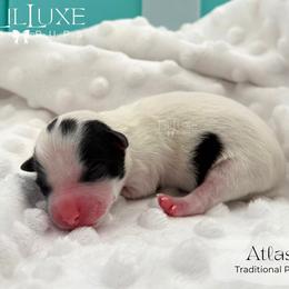 Atlas - Piebald male Morkie puppy in Scottsdale, Arizona from Lil Luxe Pups