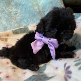 HAZEL - Black female Shih Tzu puppy in Kamilche, Washington from Serendipity Shih tzu