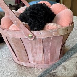 Girl 4 - Black female Poodle puppy in Canterbury, Connecticut from Diamonds in the Sky
