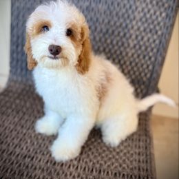 Green - Parti male Goldendoodle puppy in Danielsville, Georgia from Meg's Doodles and Poodles