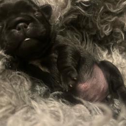 Black girl 1 - Black female Pug puppy in Onalaska, Washington from Cupid’s Pugs