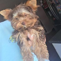 Mozzarella - Chocolate, tan and white female Yorkshire Terrier puppy in Lakeland, Florida from You Me & The Yorkies