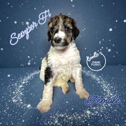 Semper Fi - Parti female Poodle puppy in Pink Hill, North Carolina from Boodle's Standard Poodles