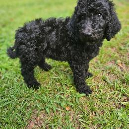 Lyra(Blue Collar) - Black female Poodle puppy in Columbia, South Carolina from Jones Poodles