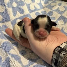 Skip - Brindle and white male Shih Tzu puppy in Sharon, Pennsylvania from Keystone Danes and Shih tzus