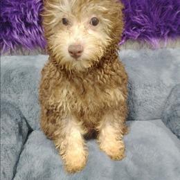 Dawn - Brown female Poodle puppy in Neosho, Missouri from Star Light Pups