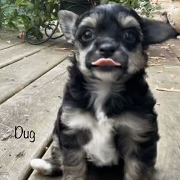 Chinese Crested Puppies from The Cranberry Dog