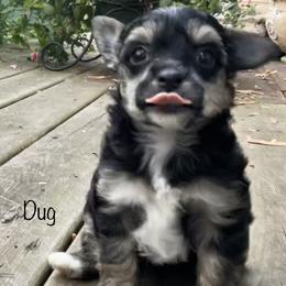 Chinese Crested Puppies from The Cranberry Dog