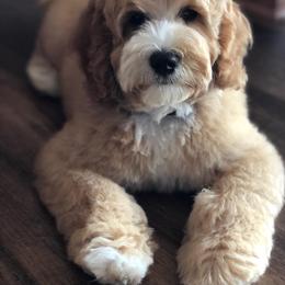 Australian Labradoodle All Grown Up from Kindred Hollow Labradoodles