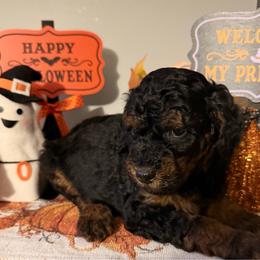 Spooky - Phantom male Poodle puppy in Philadelphia, Pennsylvania from The Stone’s Poodles