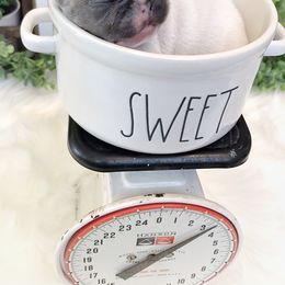 French Bulldog Puppies from Frenchies Of Central Oregon