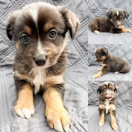 Black tri male 4 - Black tri male Miniature Australian Shepherd puppy in Brooker, Florida from Honey, I Shrunk the Aussies
