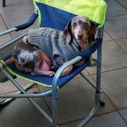 Confetti - Dachshund