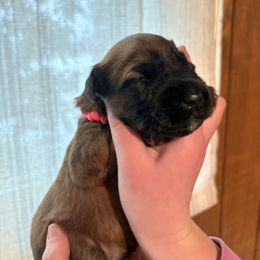 Boy 8 - Wheaten male Soft Coated Wheaten Terrier puppy in Fowler, Ohio from Warzalas wheatens