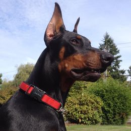 Doberman Pinschers from Thunder Mtn Kennels