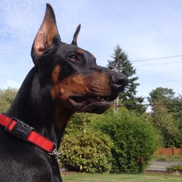 Doberman Pinschers from Thunder Mtn Kennels