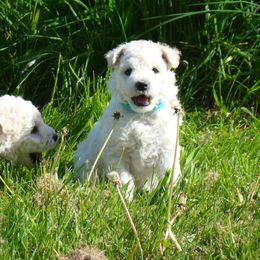 Pumi Puppies from Abiqua Pumik