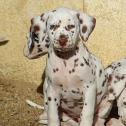 Male 1 - White and black male Dalmatian puppy in Lake Mathews, California from Bully Market