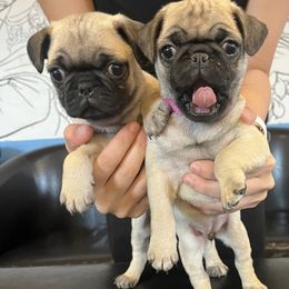 French Bulldog and Pug Puppies from AZPUGFRENCHIECONNECTION