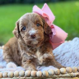 Purple - Caramel red female Australian Labradoodle puppy in Auburn, Washington from West Valley Labradoodles