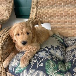 Haley - Apricot female Goldendoodle puppy in Winchester, Virginia from Morningstar Goldendoodles