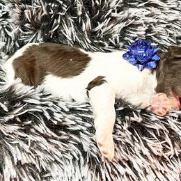 Poodle Puppies from The Poodle Boutique