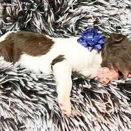 Poodle Puppies from The Poodle Boutique
